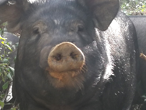 澳门黑猪价格-辽宁黑猪生产基地