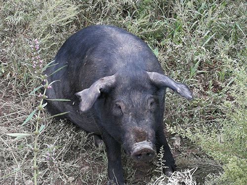 黑猪多少钱-想买合格的黑猪-就到铁岭忆农源牧业