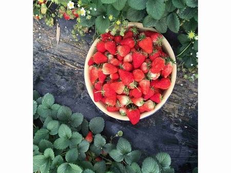长沙草莓鲜果价格-口碑好的草莓鲜果供应