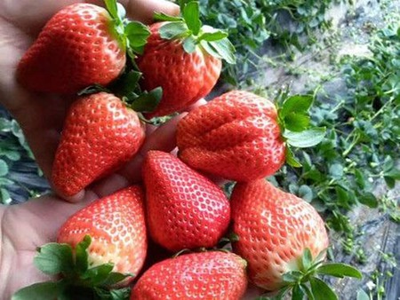 岳阳草莓鲜果批发-哪里有供应优惠的草莓鲜果