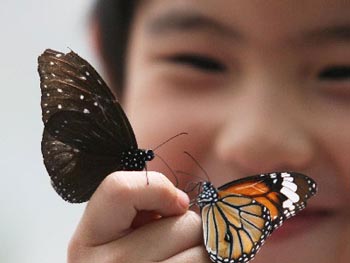 徐州有品质的蝴蝶展览服务报价 一级的蝴蝶展览